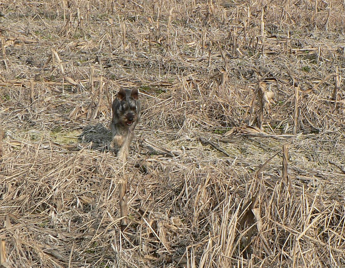 irča3.jpg