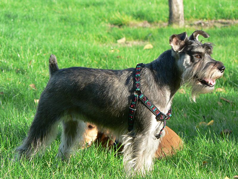 iris modeluje.jpg