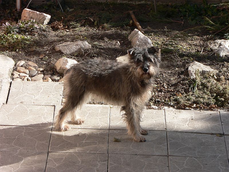 irča.jpg