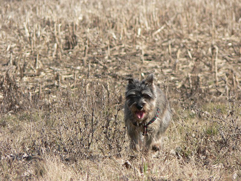 Irča2.jpg